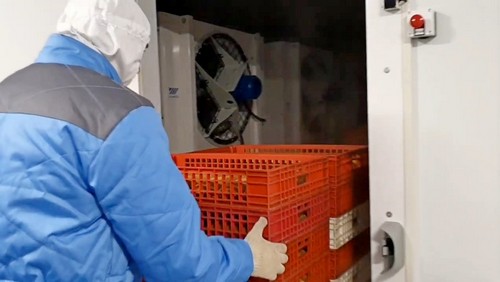 Выгрузка готовой продукции из камеры шоковой (интенсивной) заморозки Выгрузка готовой продукции из камеры шоковой (интенсивной) заморозки