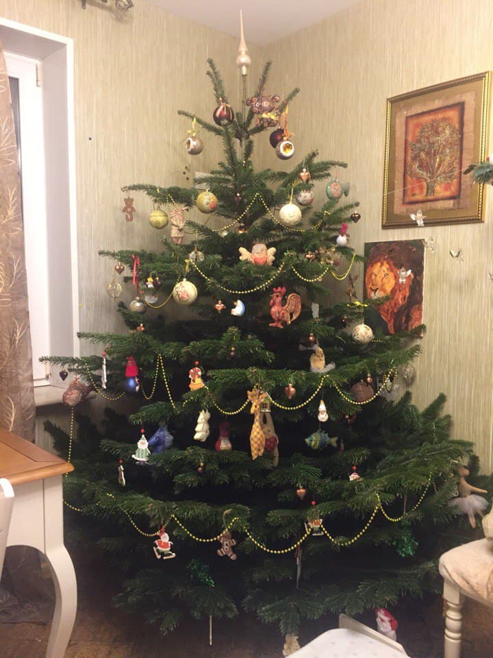 высокая датская елка фото высокой датской елки