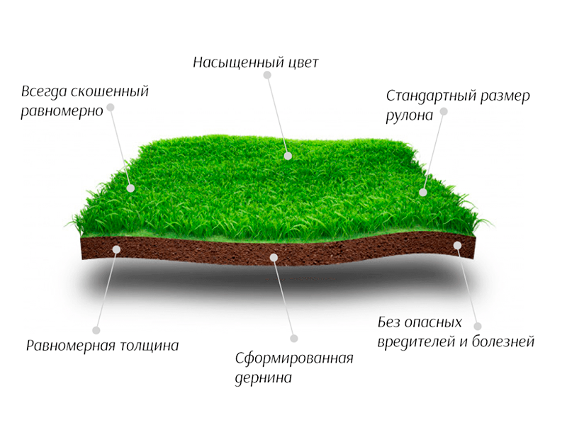 рулонный газон