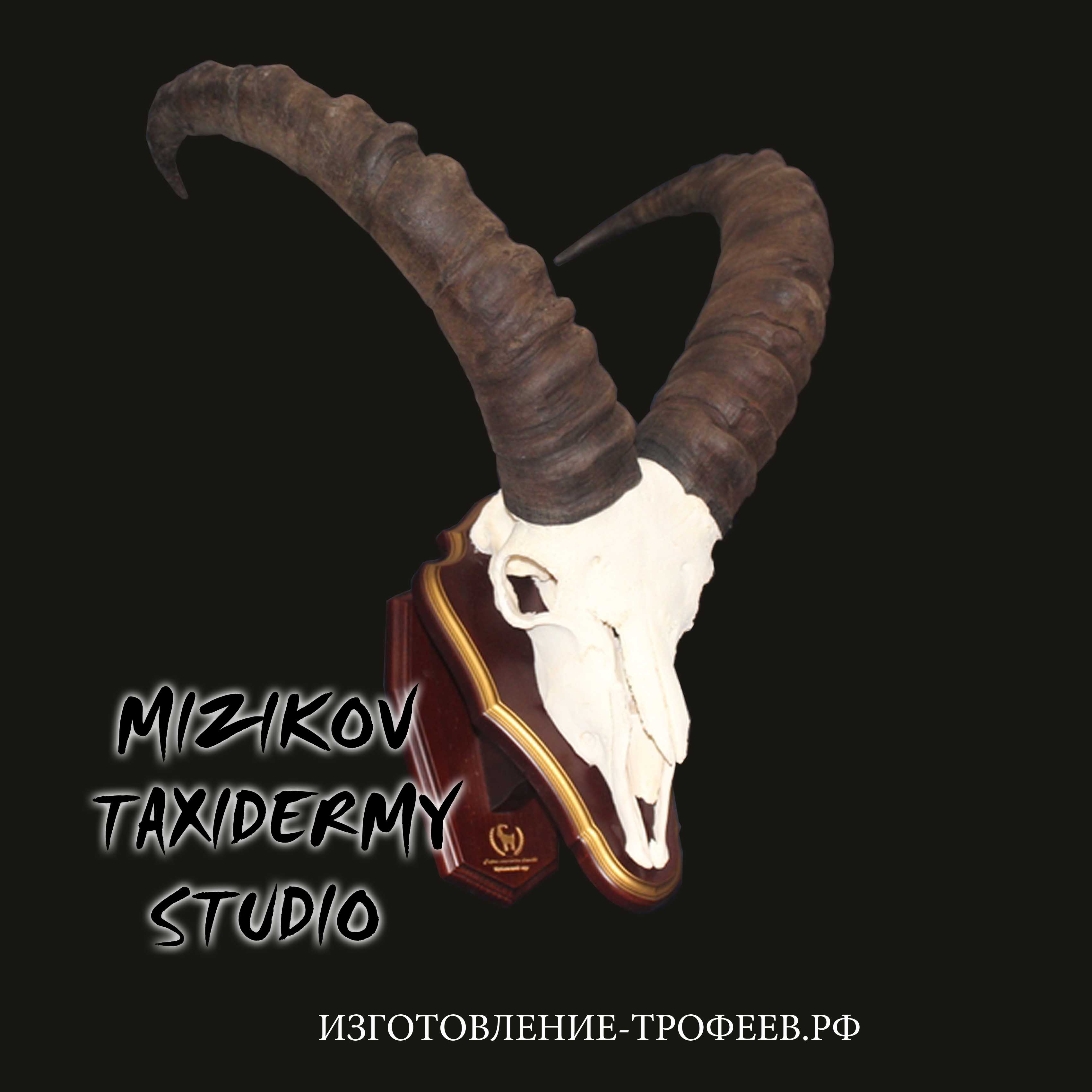 рога тура купить рога тура, костные трофеи