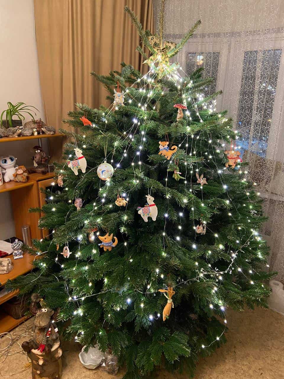 пихта Нордмана фото пихты Нордмана