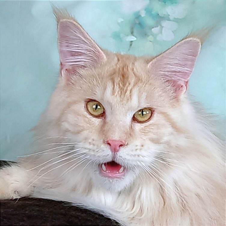 котенок мейна-куна купить