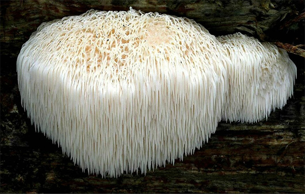 Ежовик / Львиная грива (Hericium erinaceus) Ежовик / Львиная грива (Hericium erinaceus)