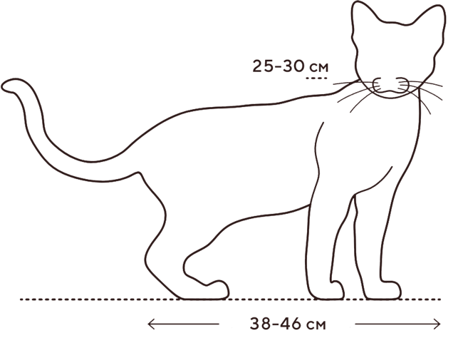 Размер: рост и длина